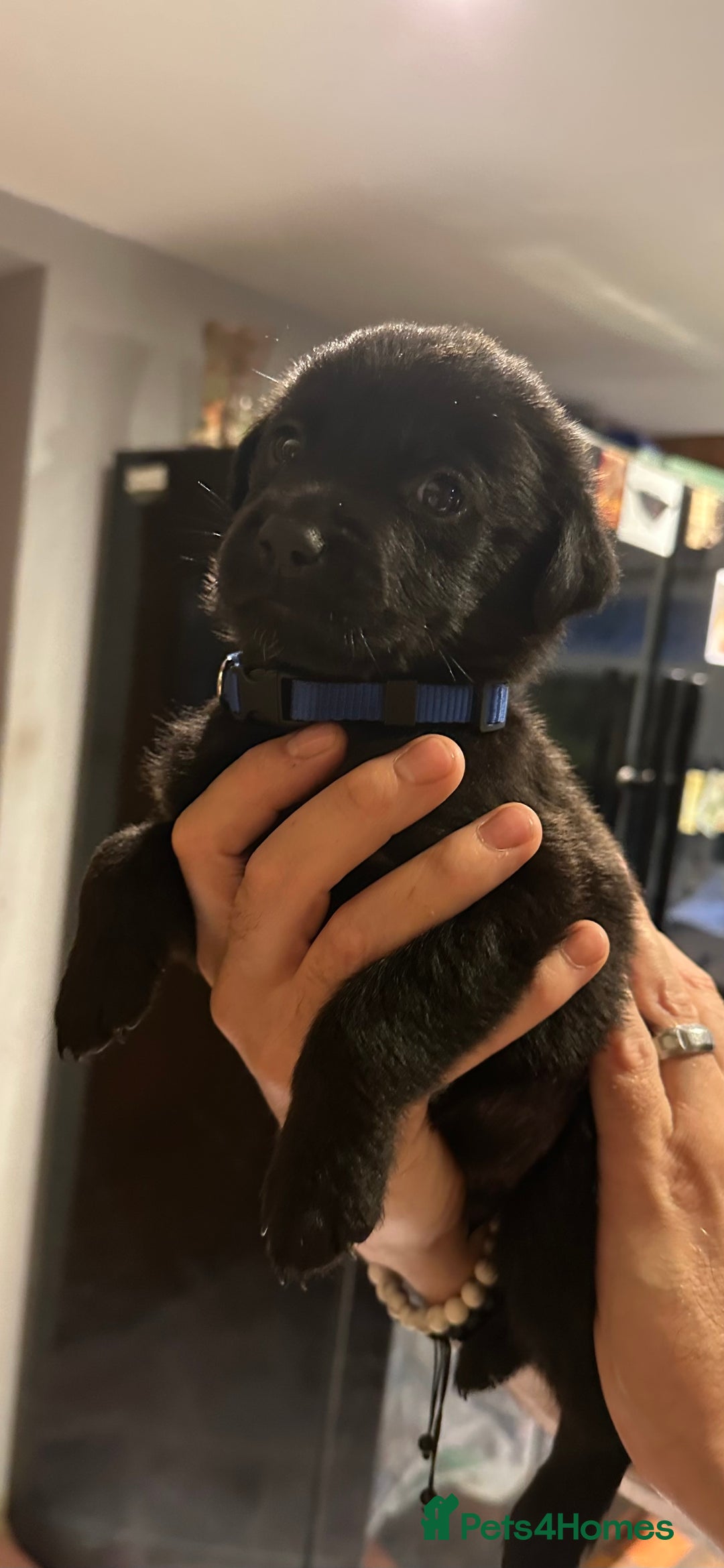 Mixed Breed dogs for sale: Rottweiler cross Labrador *READY TO VIEW* in Oxted - Image 2
