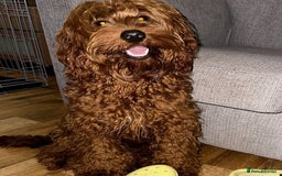 Double Doodle dogs for sale: Double Doodles due Halloween  - Image 9