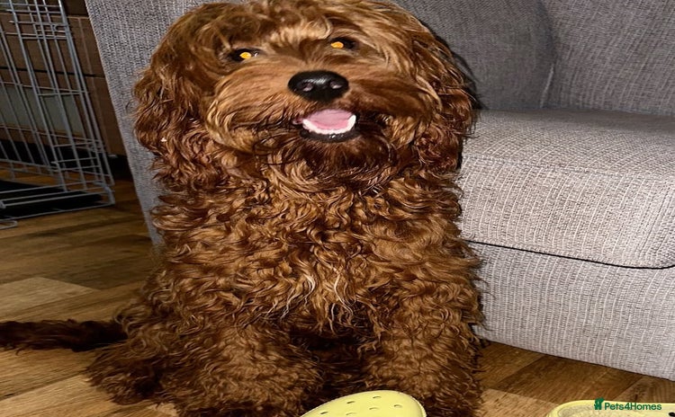 Double Doodle dogs - Advert 1