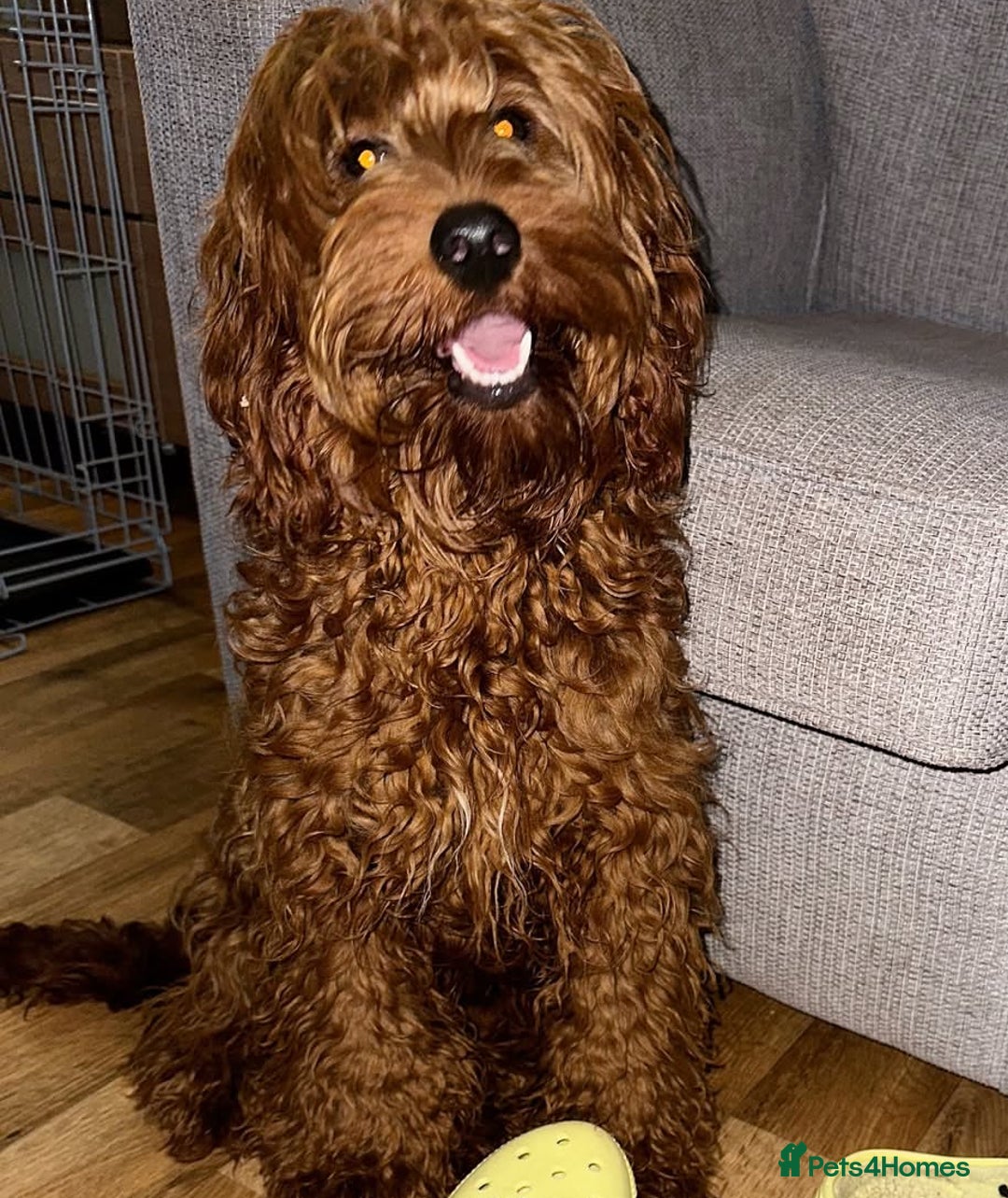 Double Doodle dogs for sale: Double Doodles due Halloween  - Image 9