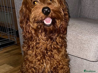 Double Doodle dogs - Advert 1