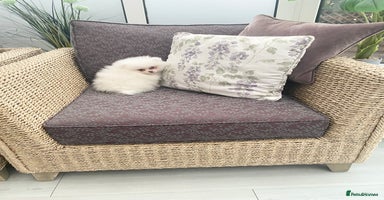 Pomeranian dogs - Advert 6