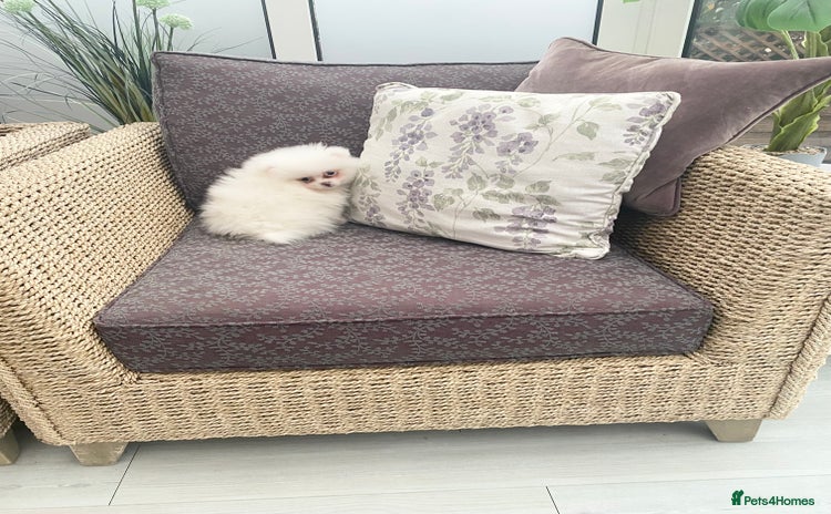 Pomeranian dogs - Advert 2