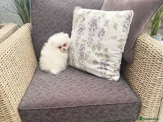 Pomeranian dogs - Advert 11