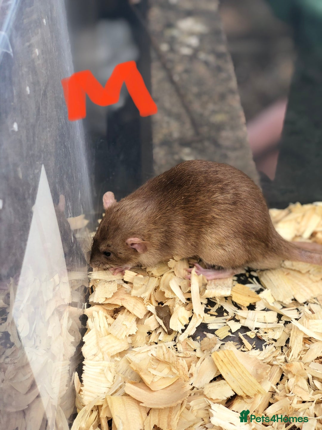 Rat rodents for sale: Friendly dumbo rats for sale  - Image 7