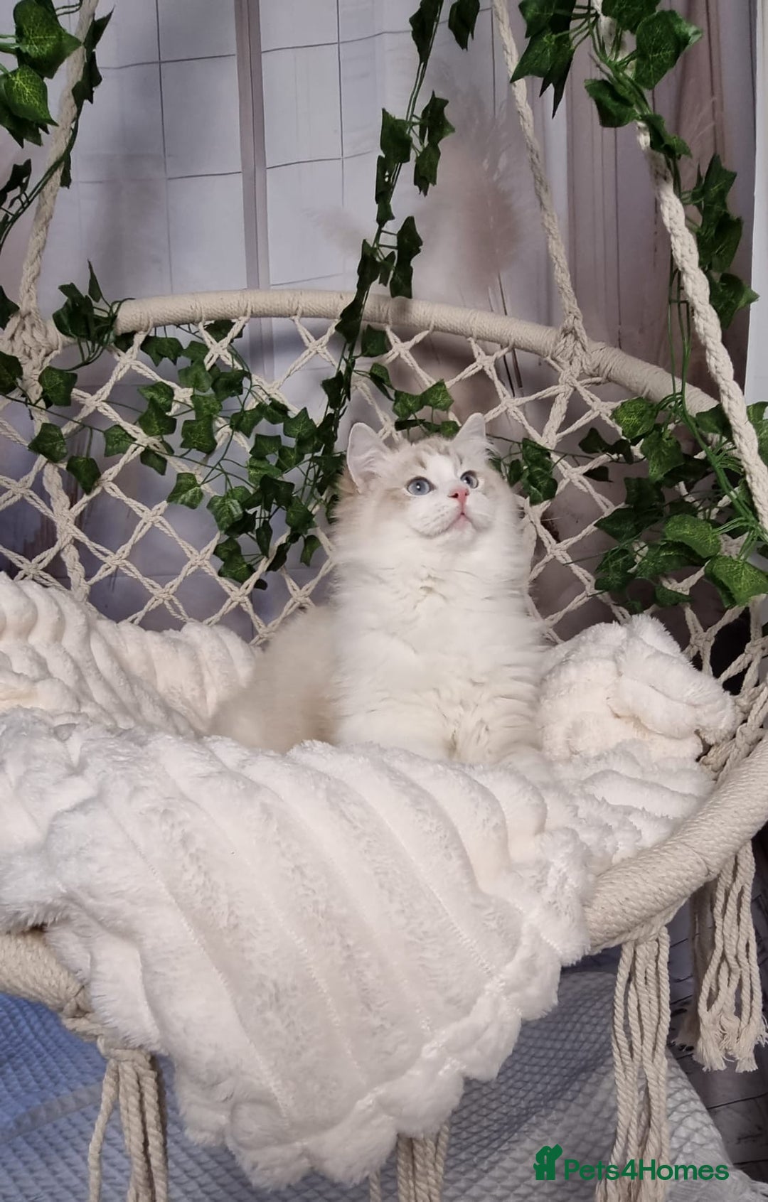 Ragdoll cats for sale: Exceptional Tica Registered Ragdoll Kittens - Advert 3