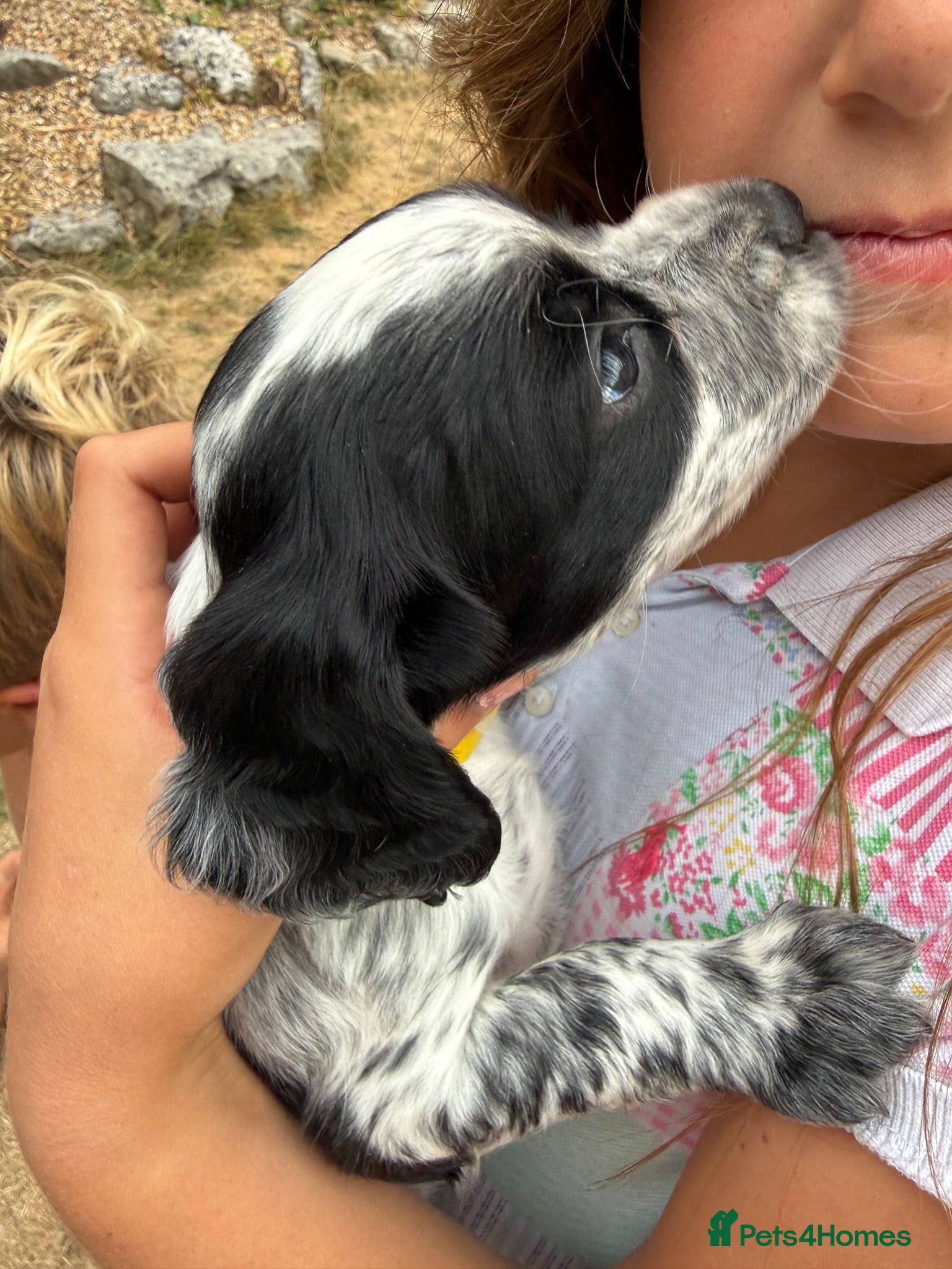 Cocker Spaniel dogs Ready in 3 weeks - KC Working Cocker Spaniels - Advert 1