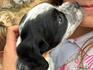 Cocker Spaniel dogs Ready in 3 weeks - KC Working Cocker Spaniels - Advert 1