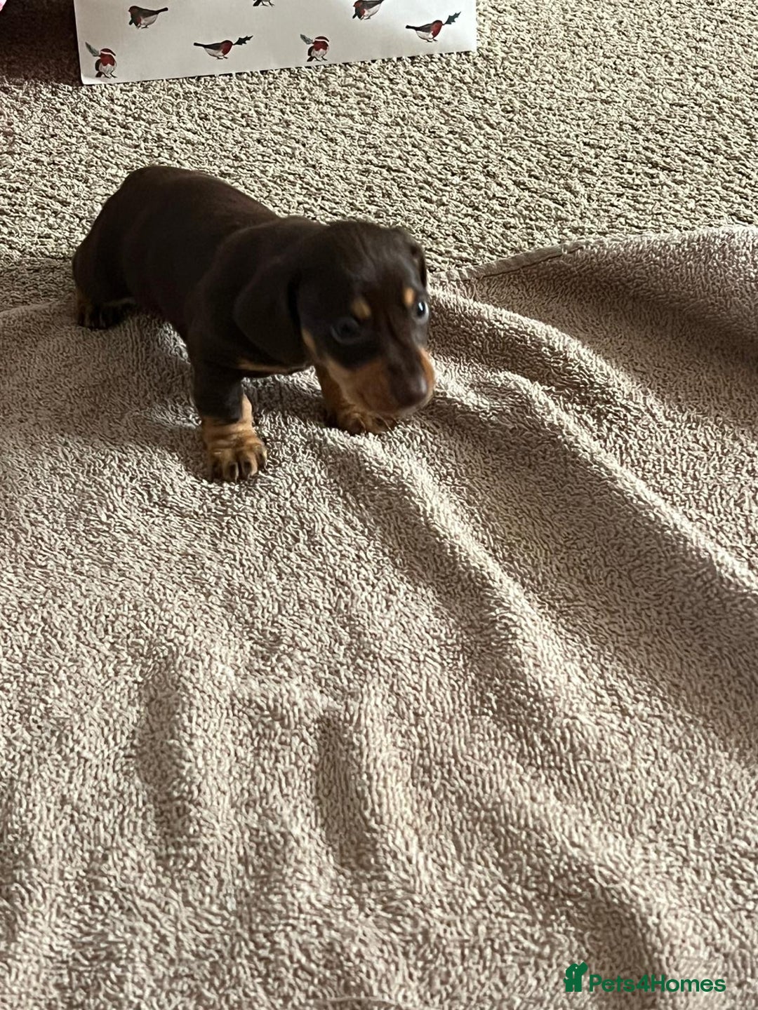 Miniature Dachshund dogs for sale: Chocolate & tan miniature dachshunds  - Advert 3