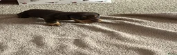 Miniature Dachshund dogs for sale: ONLY 3 LEFT miniature dachshunds - Advert 3