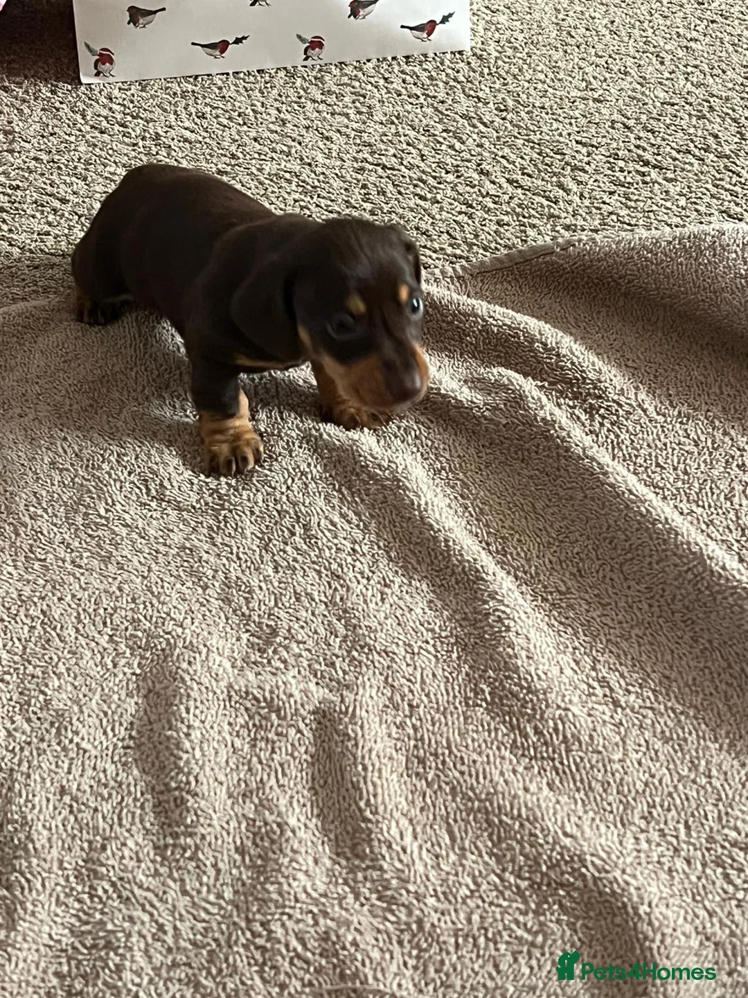 Miniature Dachshund dogs for sale: ONLY 3 LEFT miniature dachshunds - Advert 3