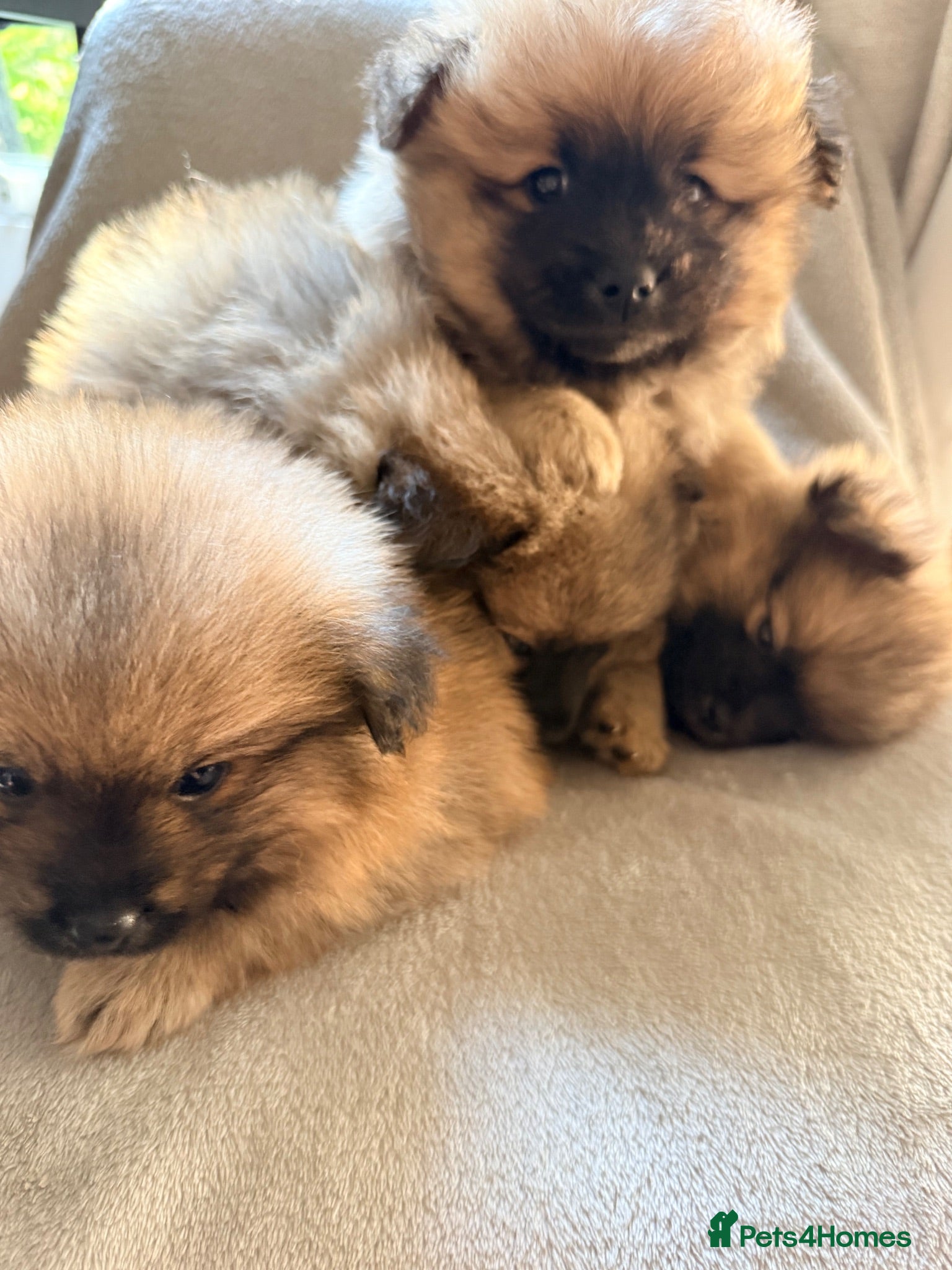 Pomeranian dogs Pomeranian boys looking for forever home  - Advert 4