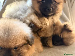 Pomeranian dogs Pomeranian boys looking for forever home - Advert 4