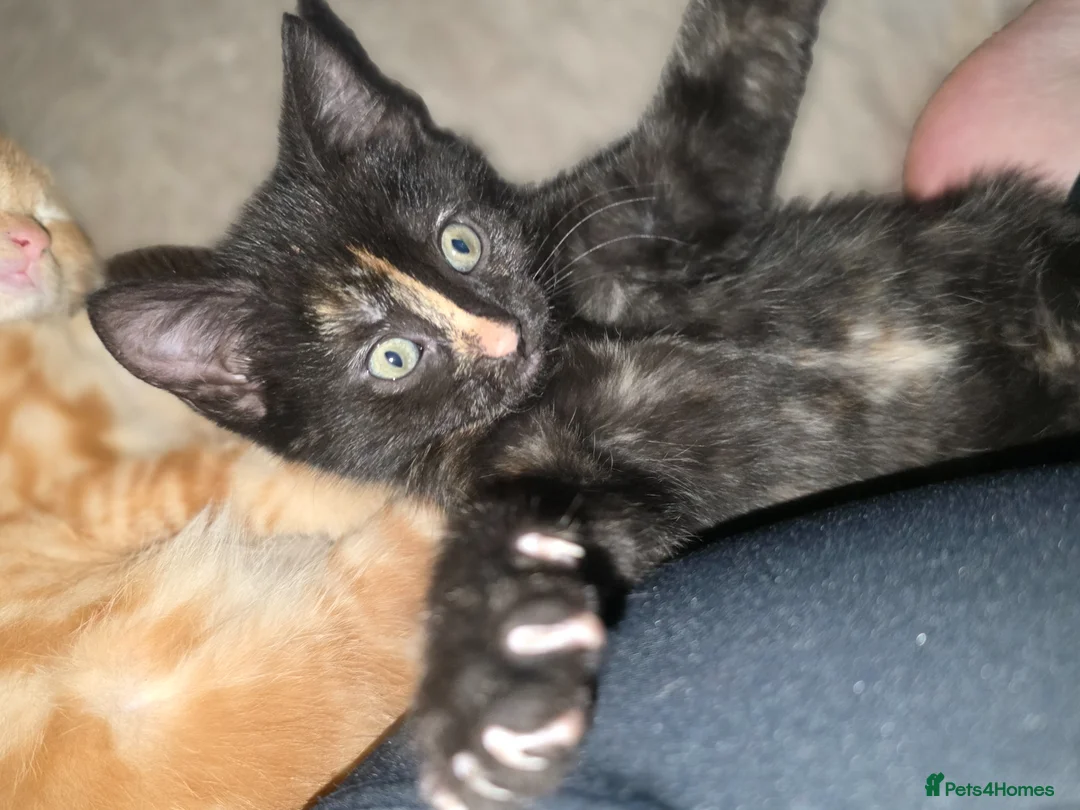 Mixed Breed cats for sale: Adorable Kittens. GINGER FEMALES - Advert 1