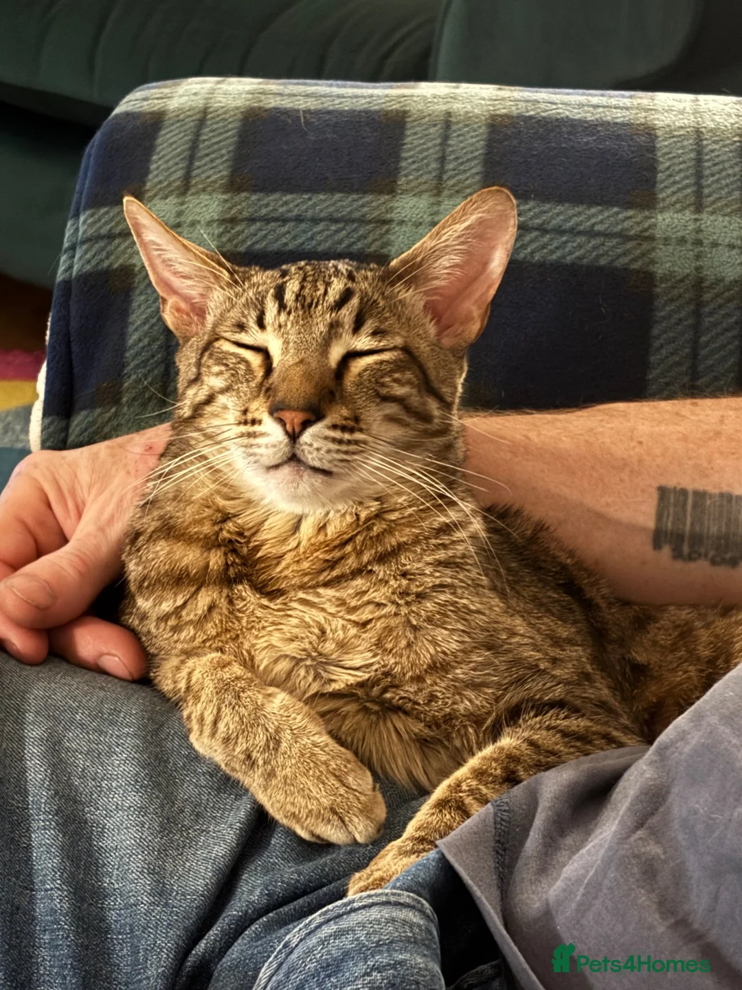 Savannah cats for sale: Loving Male Savannah Cat F4 - Advert 2