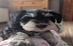Miniature Schnauzer dogs for sale: Kc reg miniature schnauzer pups available  - Image 9