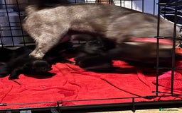 Pug dogs for sale: Pugs for sale - Image 8
