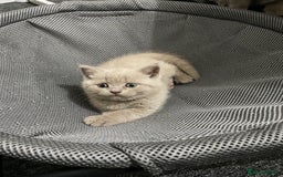 British Shorthair cats for sale: Stunning lilac BSH  - Image 12