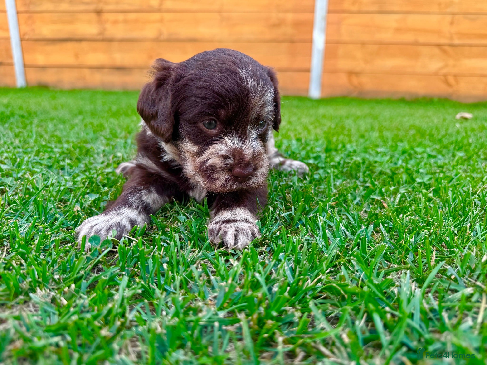 Labradoodle dogs Beautiful Chocolate Labradoodle Babies 🐾🐾🐾 - Advert 2
