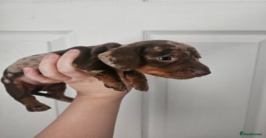 Miniature Dachshund dogs - Advert 2