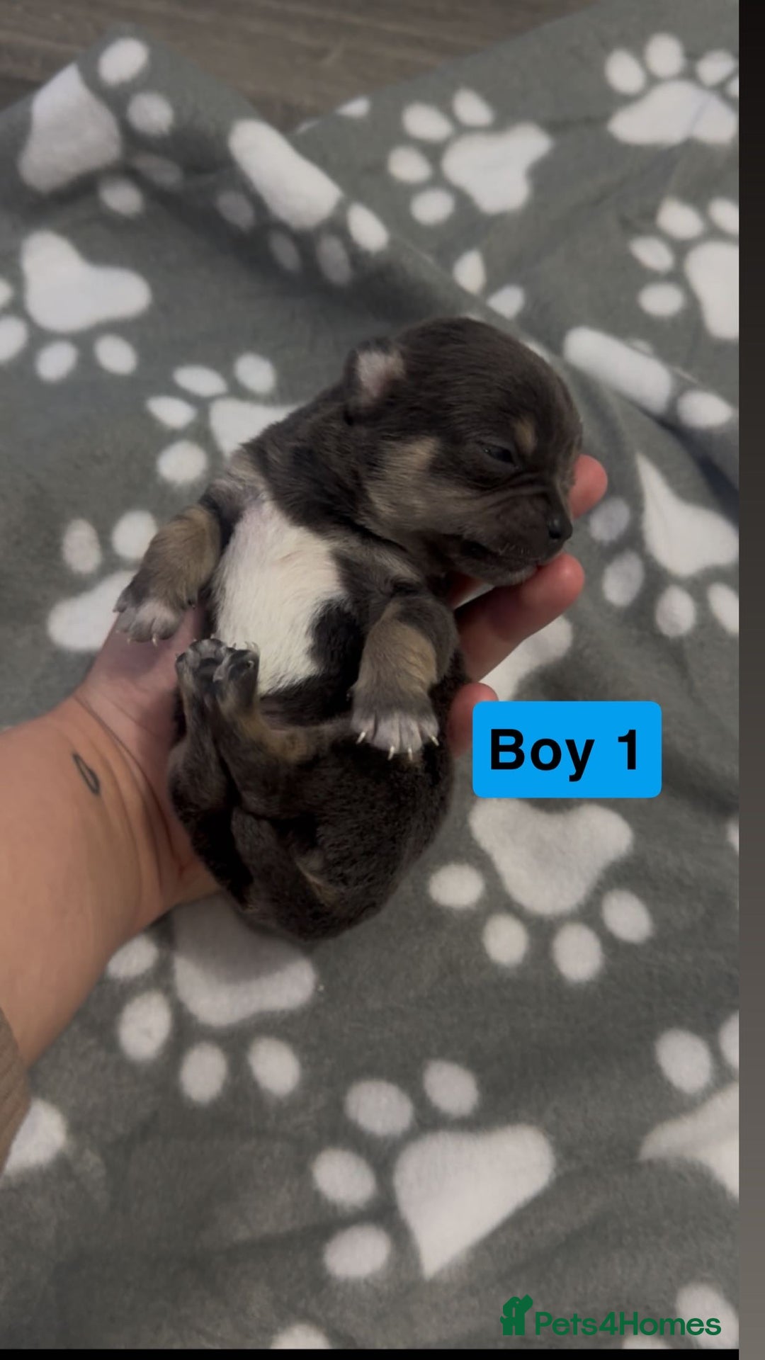 Chihuahua dogs for sale: X7 chihuahua puppies  - Image 16