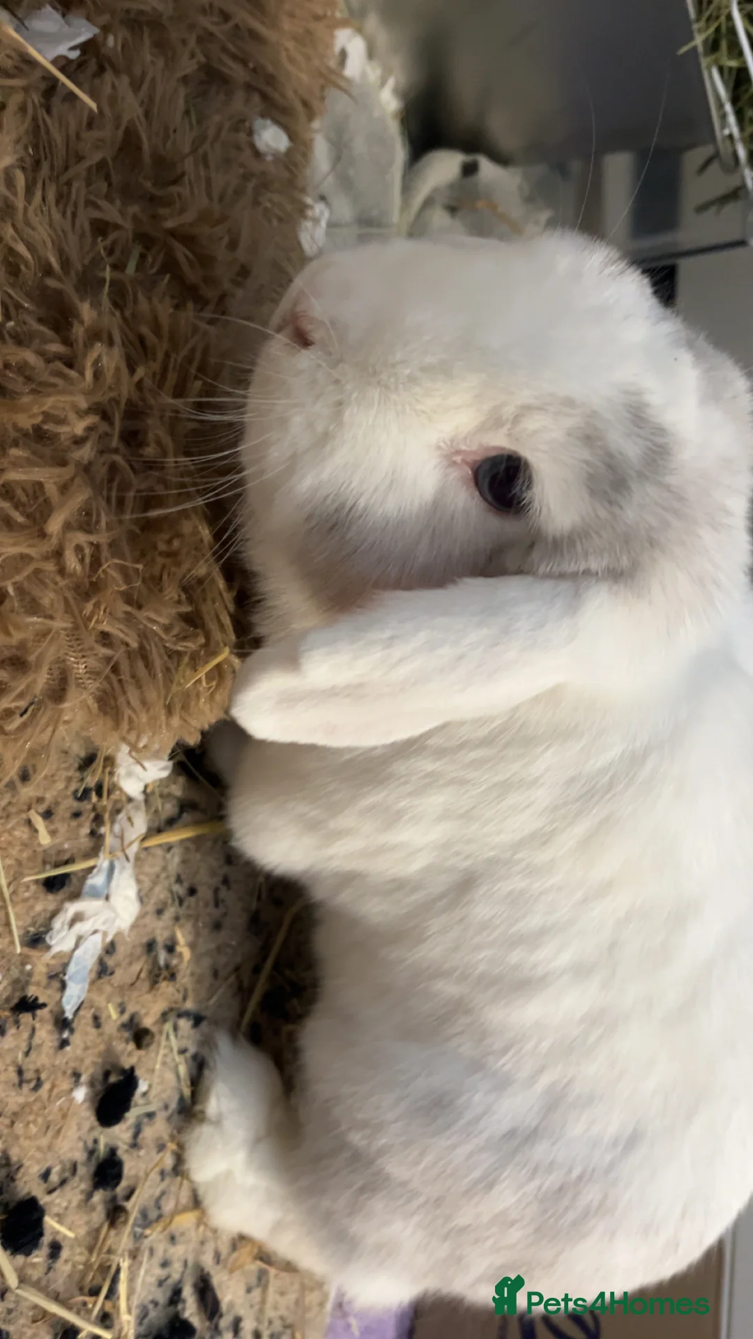 Mini Lion Lop rabbits for sale: bunnies for rehoming  in Huntingdon - Advert 8