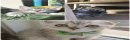 Scottish Fold cats for stud: Scottish Fold Stud - Advert 8