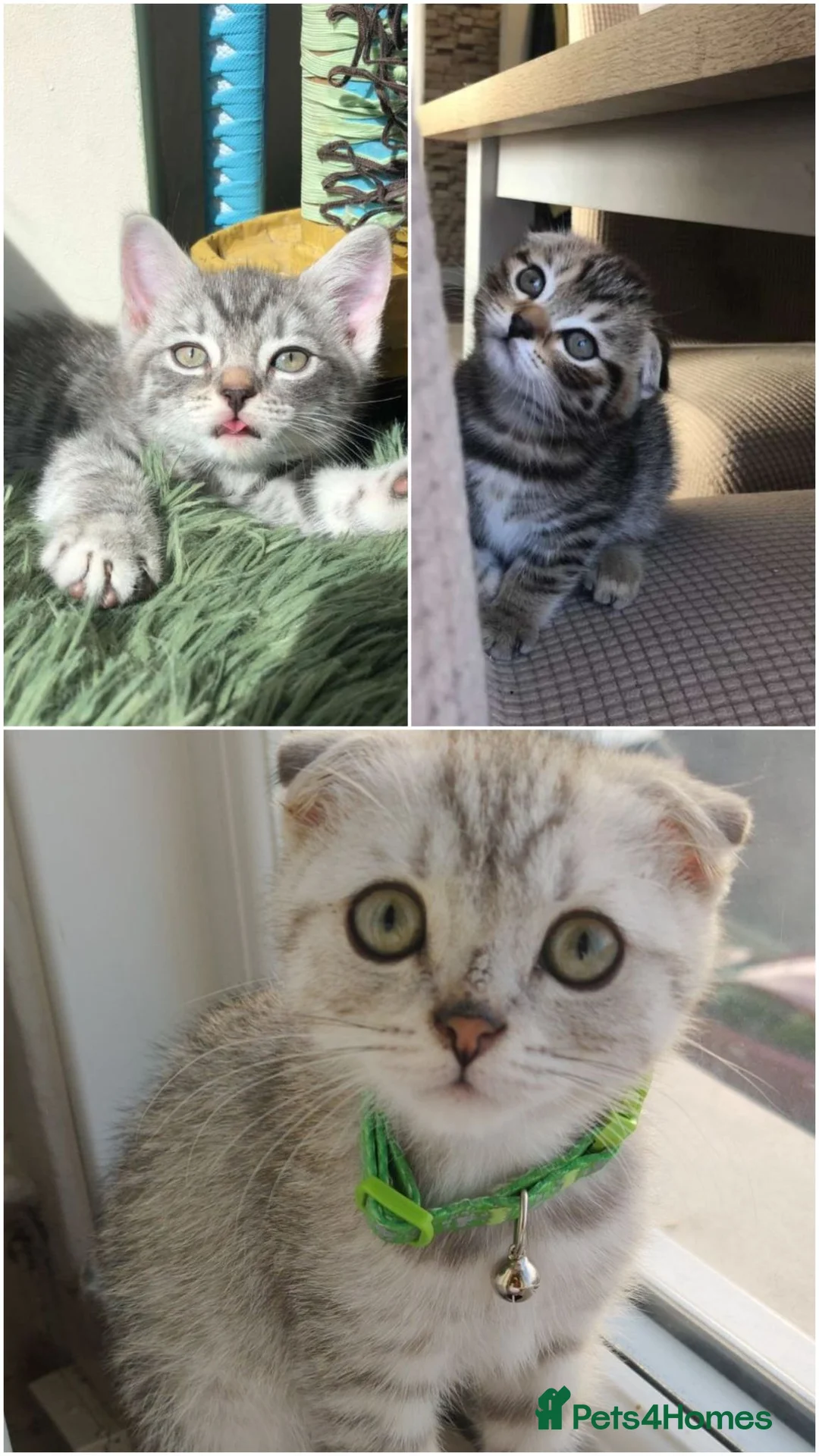 Scottish Fold cats for stud: Scottish Fold Stud - Advert 8