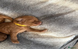 Cockapoo dogs for sale: Red Cockapoo puppies - Advert 10