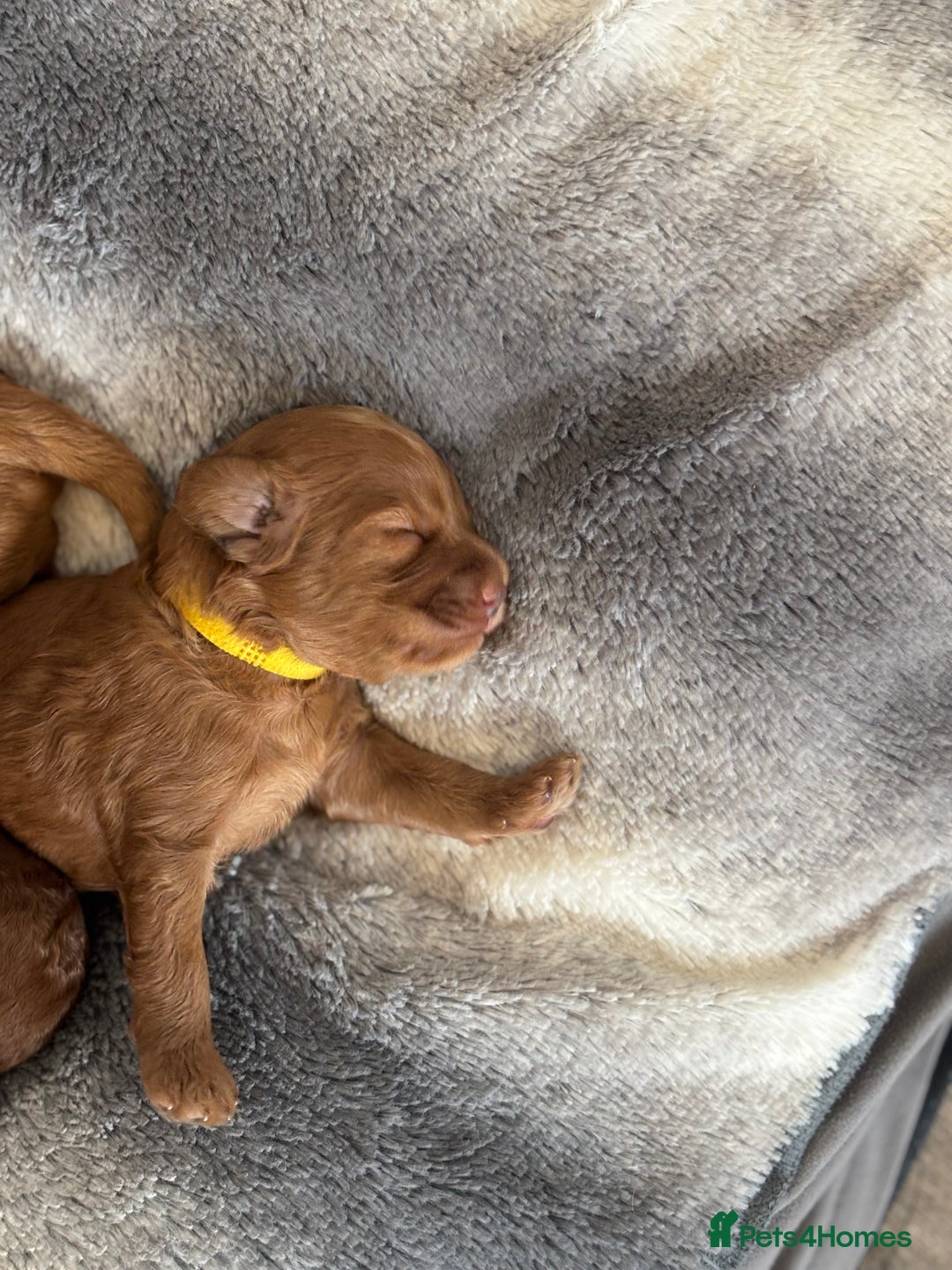 Cockapoo dogs for sale: Red Cockapoo puppies - Advert 10