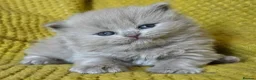 British Longhair cats for sale: TICA Registered British longhair kittens - Advert 37