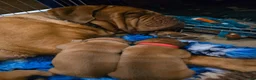 Dogue De Bordeaux dogs for sale: Stunning KC registered Dogue de Bordeaux  in Selby - Advert 3