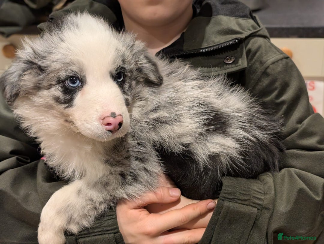 Border Collie dogs for sale: Border collie puppies merl and black/white - Advert 5