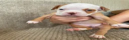Mixed Breed dogs for sale: 3/4 English bulldog 1/4 American bulldog  - Advert 9