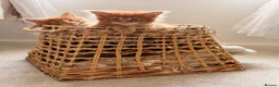 Maine Coon cats for sale: GCCF/ TICA Maine Coon Classic Taby kittens - Advert 3