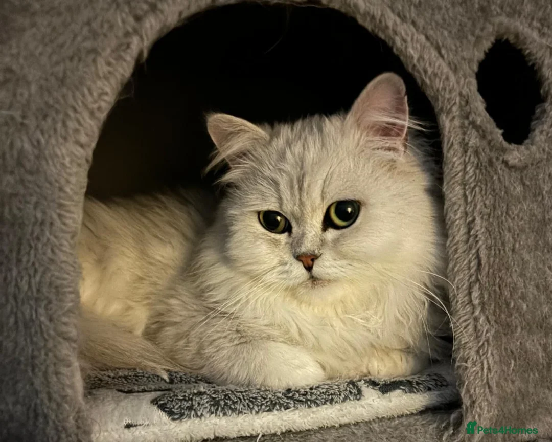Persian cats for stud: Stunning Persian Silvertip Chinchilla for Stud in Bedford - Advert 2