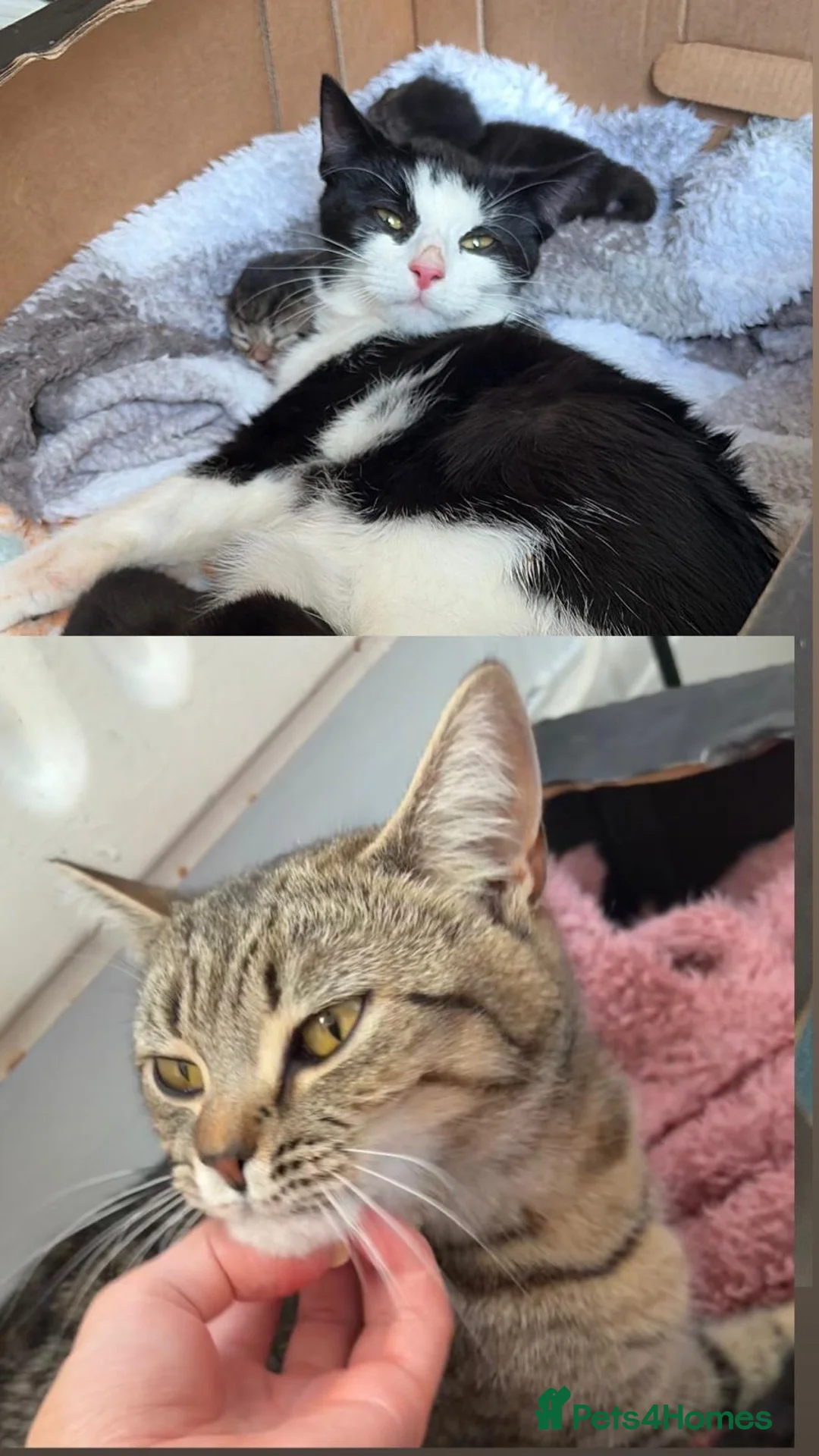 Mixed Breed cats for sale: Kittens - Advert 2