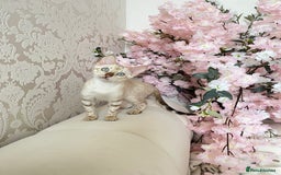Bengal cats for sale: OUTSTANDING TICA reg BENGALKITTENS - Image 9