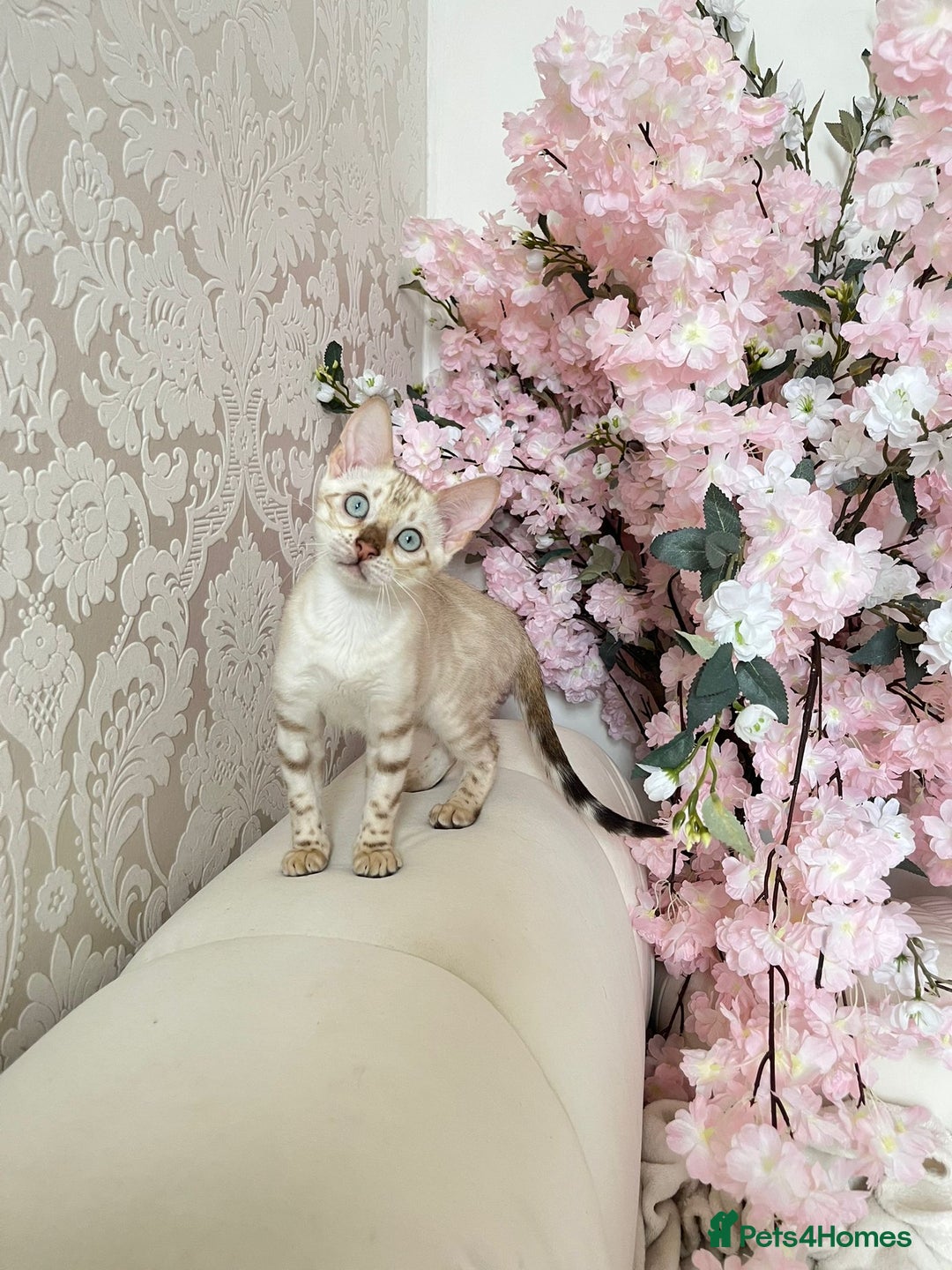 Bengal cats for sale: OUTSTANDING TICA reg BENGALKITTENS - Image 9