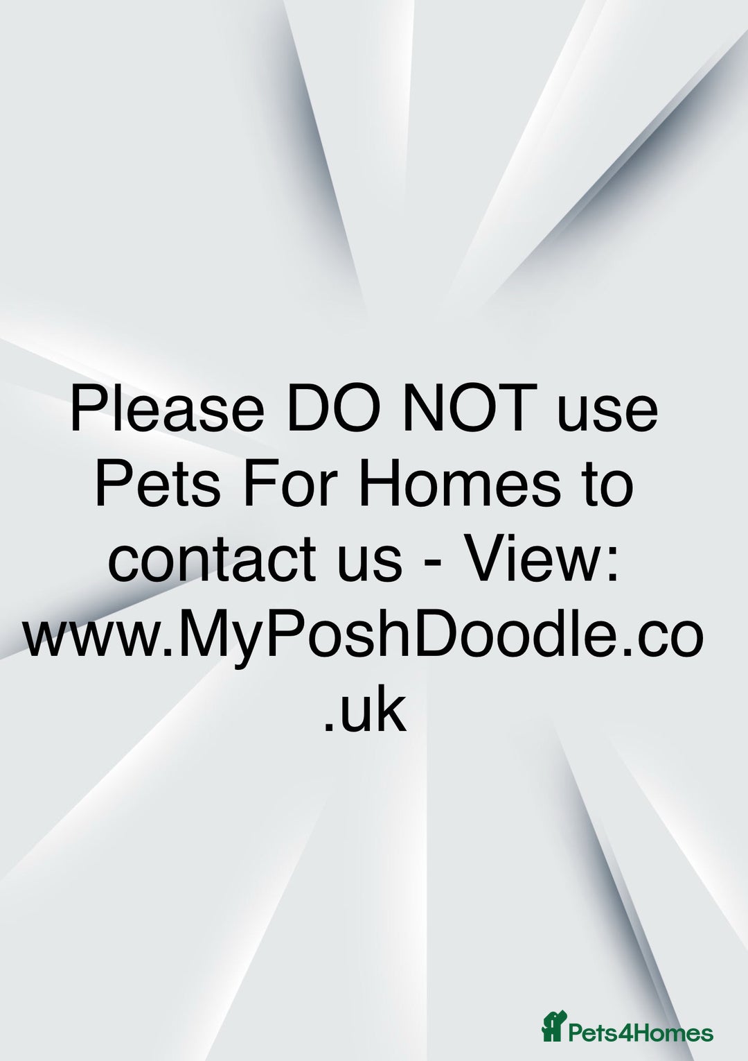 Mini Goldendoodle dogs for sale: F1 pups by POLICE dog trainer / Licensed breeder - Image 31