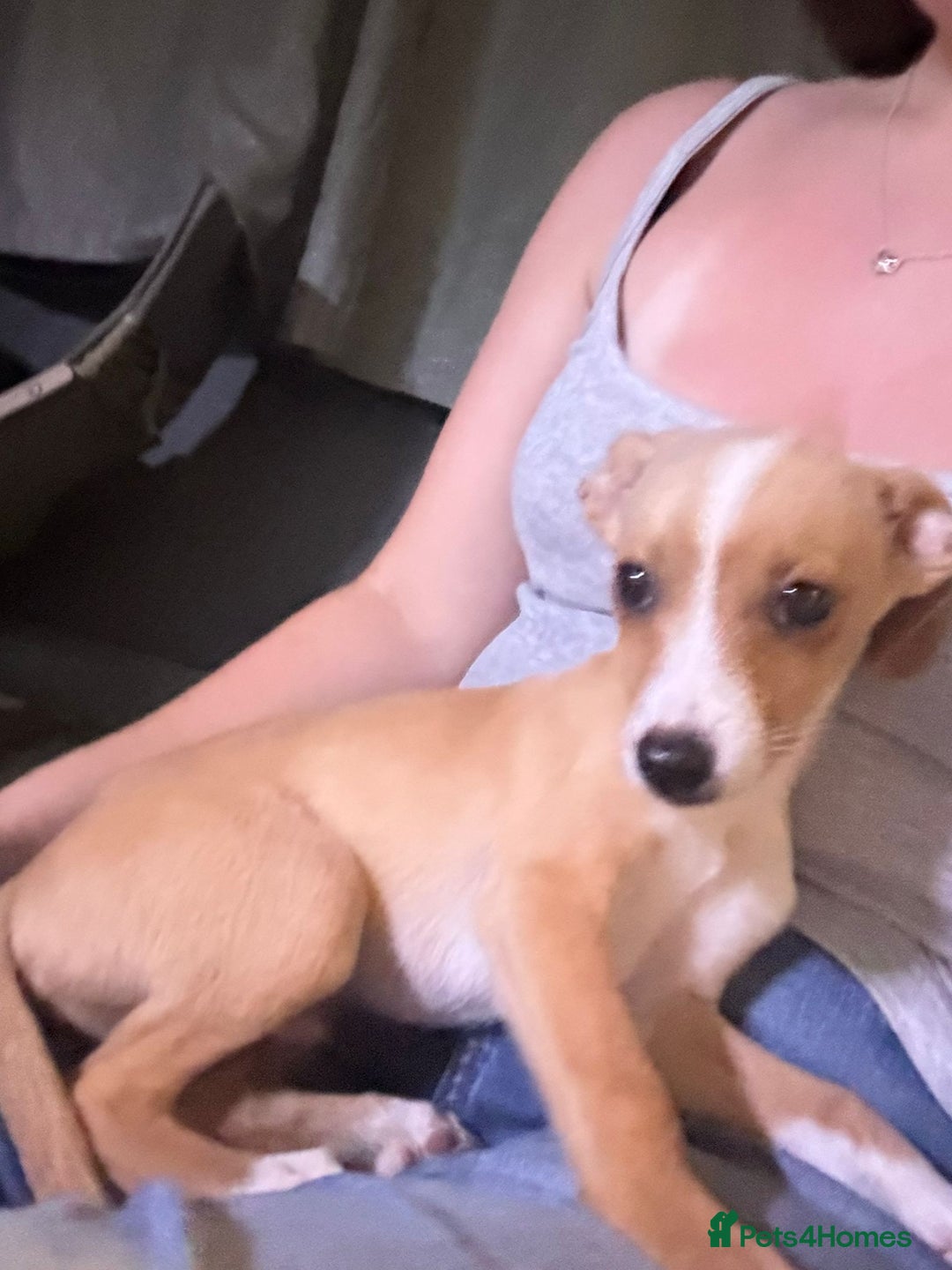 Mixed Breed dogs for sale: Dachshund crossed Jack Russell Chihuahua Puppies!  - Image 6