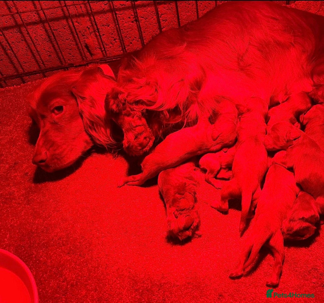 Cockapoo dogs for sale: Beautiful litter of f1 toy cockapoos  - Advert 8