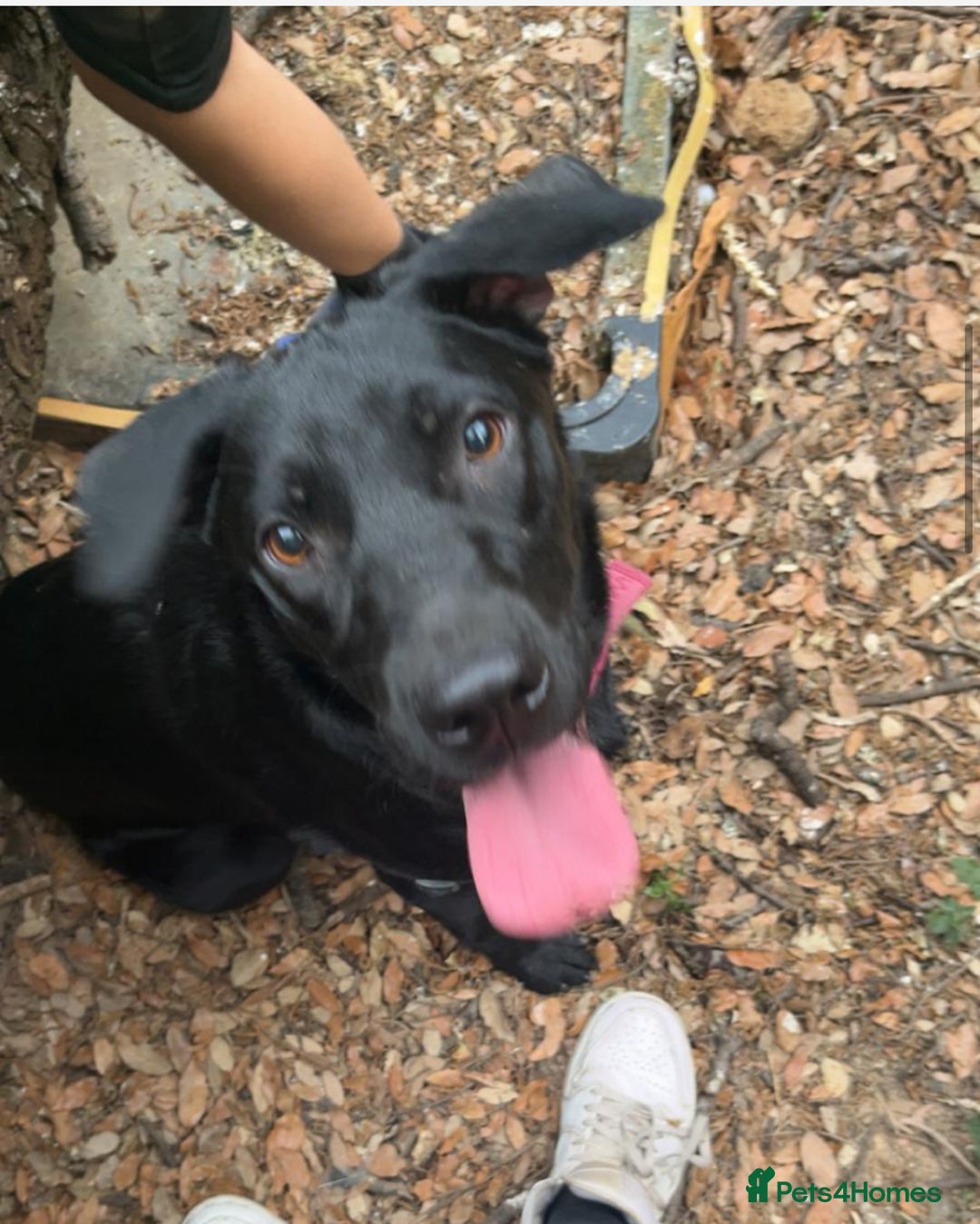 Mixed Breed dogs for sale: Lucky - Image 2
