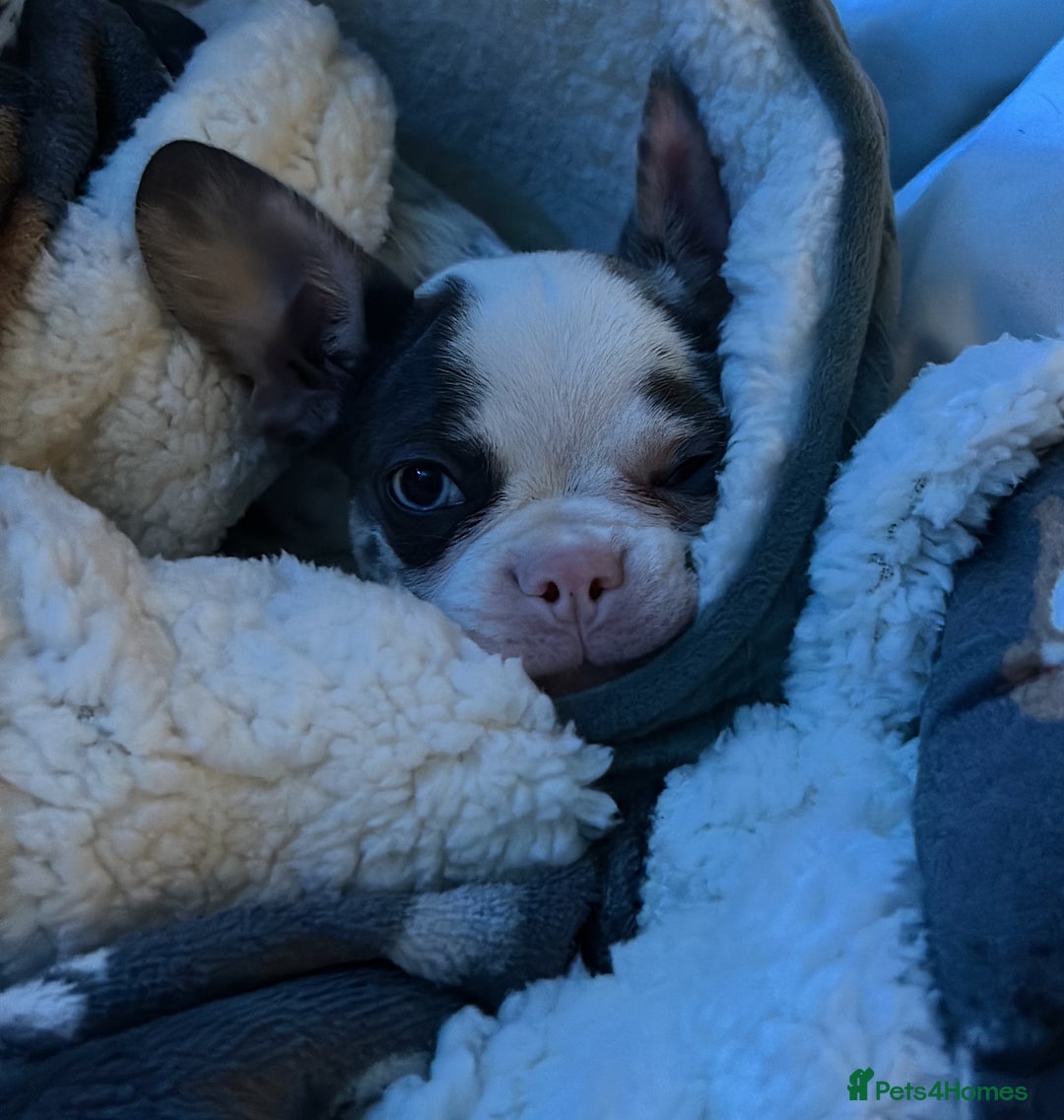 French Bulldog dogs for sale: UNIQUE 2 YEAR OLD MALE FRENCH BULLDOG (BLUE EYES)  - Advert 7