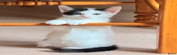 Mixed Breed cats for sale: 🐾 Adorable Black & White Kittens 🐾 in Willenhall - Advert 3