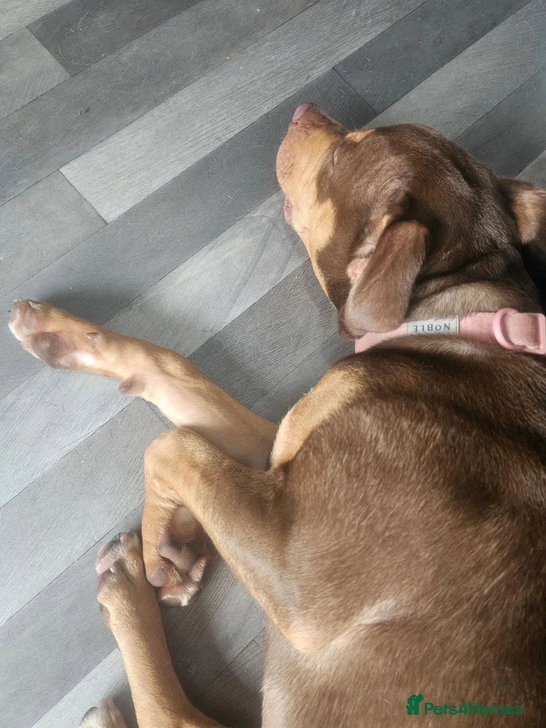 Mixed Breed dogs for sale: Rottweiler x bully - Advert 6