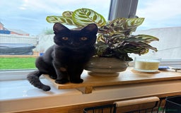 Domestic Shorthair cats for sale: Gorgeous 3 Month Old Kitten  - Image 5