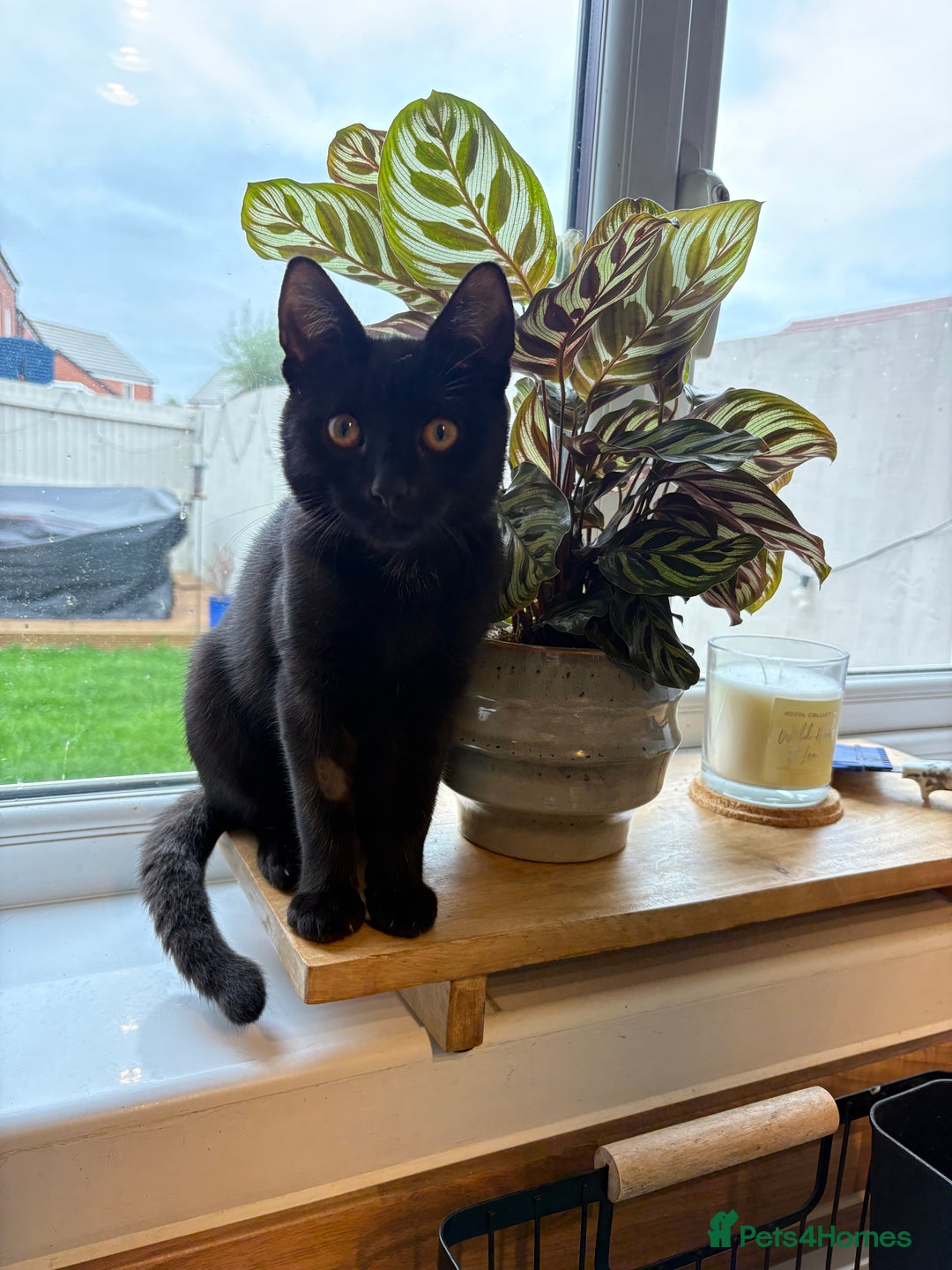 Domestic Shorthair cats for sale: Gorgeous 3 Month Old Kitten  - Image 5