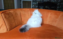 Scottish Fold cats for sale: Excellent Scottish straight girl ready to go in Erith - Image 23
