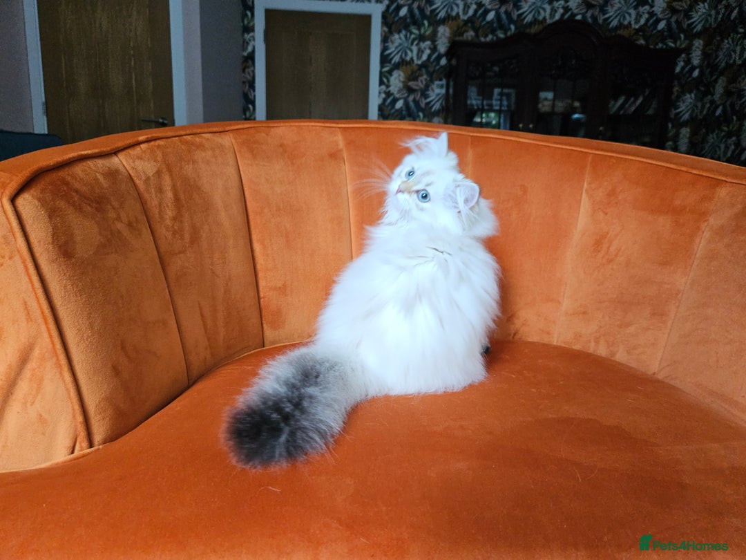 Scottish Fold cats for sale: Excellent Scottish straight girl ready to go in Erith - Image 23